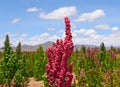 Red seeds quinoa growing