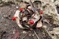 Red seeds of a tropical tree