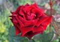 Red selective rose flower.