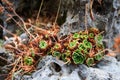 Red Sempervivum Houseleek succulent plants in the wild growing on a rock. Also called liveforever Royalty Free Stock Photo