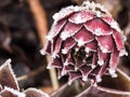 Red sempervivum plant covered with frost Royalty Free Stock Photo