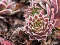 Red sempervivum plant covered with frost