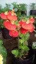 Red senira flower in pot