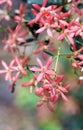 Red sepals of the New South Wales Christmas Bush, Ceratopetalum gummiferum