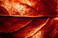 Red and sepia toned dry leaf rugged surface structure extreme macro closeup photo with midrib parallel to the frame Royalty Free Stock Photo