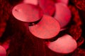 Red sequins pattern. Sparkling sequins background. Red sequin fabric. rectangular red shiny fabric Royalty Free Stock Photo