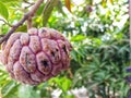 red serikaya fruit still hanging on the tree

? Royalty Free Stock Photo