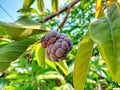 Red serikaya fruit is on a tree with green leaves

? Royalty Free Stock Photo