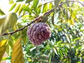 Red serikaya fruit is on a tree with green leaves

? Royalty Free Stock Photo