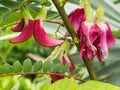 Red Sesban Flowers Blooming