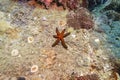 red sex sea star on coral reef ground floor underwater in deep blue sea landscape with rock background Royalty Free Stock Photo
