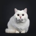 Red shaded British Shorthair cat on black Royalty Free Stock Photo