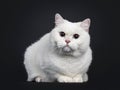 Red shaded British Shorthair cat on black Royalty Free Stock Photo