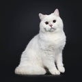 Red shaded British Shorthair cat on black Royalty Free Stock Photo