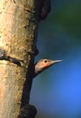 Red-shafted Flicker