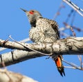 Red-shafted Flicker fluffing its plumage in a tree against a blue sky