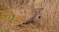 Red Shafted Flicker on Ground, Washington, looking right