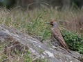 Red-Shafted Flicker