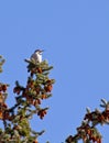 Red Shafted Flicker Woodpecker in Pine