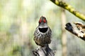 Red-shafted Northern Flicker