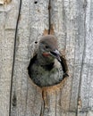 Red-shafted Northern Flicker