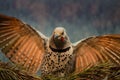 Red-shafted Northern Flicker