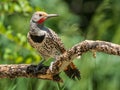 Red Shafter Flicker