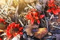 Red Shampoo ginger, Wild ginger flowers in forest with sunlight and blue sky on the mountain Royalty Free Stock Photo