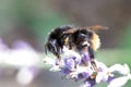 Red-shanked carder bee, Bombus ruderarius Royalty Free Stock Photo