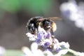 Red-shanked carder bee, Bombus ruderarius Royalty Free Stock Photo