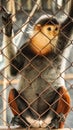 Sad red-shanked douc, five colors endanger monkey in cage