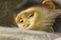 Red-shanked Douc Langur in the cage.