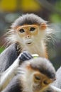 Red shanked douc langur.