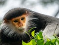 Red shanked Douc Langur Pygathrix nemaeus Royalty Free Stock Photo
