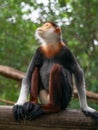 Red shanked Douc Langur Pygathrix nemaeus