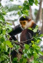 Red shanked Douc Langur Pygathrix nemaeus