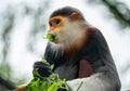 Red shanked Douc Langur Pygathrix nemaeus Royalty Free Stock Photo