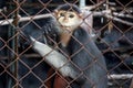 Red-Shanked Douc Langur,Pygathrix nemaeus