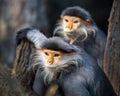 Red-shanked Douc Langur Pygathrix nemaeus.