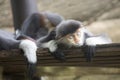 Red-shanked douc langur sleeping Royalty Free Stock Photo