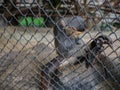 Red-shanked douc monkey Hold the cage and Look sad,Look up monkey,Pygathrix nemaeus monkey behind the cage