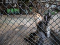 Red-shanked douc monkey Hold the cage and Look sad,Look up monkey,Pygathrix nemaeus monkey behind the cage