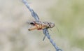 Red-shanked Grasshopper Xanthippus corallipes Impaled on Barbed Wire by a Shrike Royalty Free Stock Photo