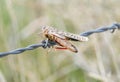 Red-shanked Grasshopper Xanthippus corallipes Impaled on Barbed Wire by a Shrike Royalty Free Stock Photo