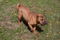 Red shar-pei puppy is playing on a green meadow.