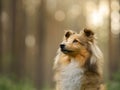 red sheltie dog. Pet on the nature portrait . Royalty Free Stock Photo