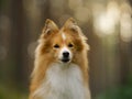 red sheltie dog. Pet on the nature portrait . Royalty Free Stock Photo