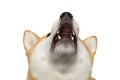 Red Shiba inu Dog on Isolated White Background Royalty Free Stock Photo