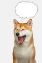 Red Shiba inu Dog on Isolated White Background Royalty Free Stock Photo