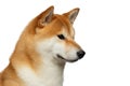 Red Shiba inu Dog on White Background Royalty Free Stock Photo